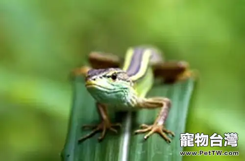 北草蜥的餵食要求