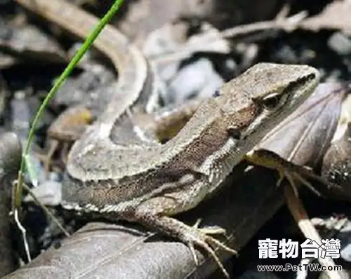 白條草蜥的品種簡介(1圖)-寵物台灣