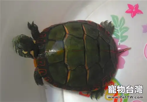 東部錦龜的形態特徵介紹