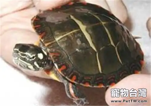 東部錦龜的飼養方法(1圖)-寵物台灣