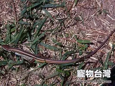 白條草蜥的飼養要點(1圖)-寵物台灣
