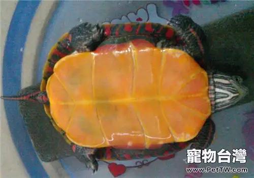 東部錦龜的環境要求(1圖)-寵物台灣