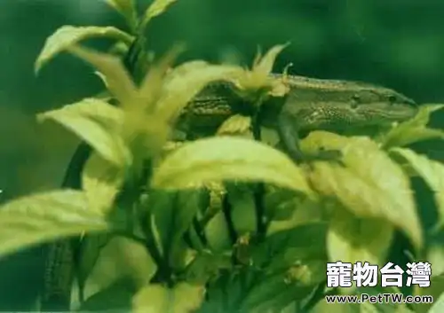 白條草蜥的飼養環境要求(1圖)-寵物台灣