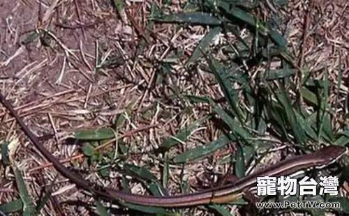 白條草蜥的餵食特點(1圖)-寵物台灣