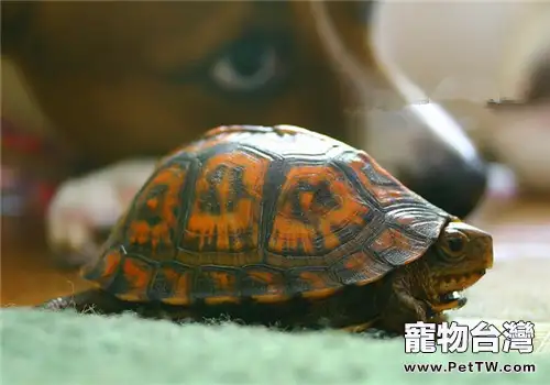 東部箱龜的品種簡介(1圖)-寵物台灣