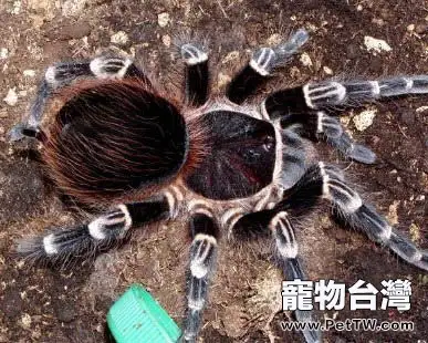 巴西白膝頭的品種簡介(1圖)-寵物台灣