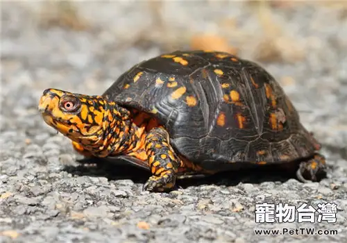 東部箱龜的形態特徵(1圖)-寵物台灣