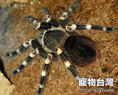 巴西白膝頭的外形特點(1圖)-寵物台灣
