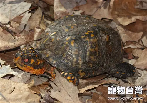 東部箱龜的飼養方法及重點