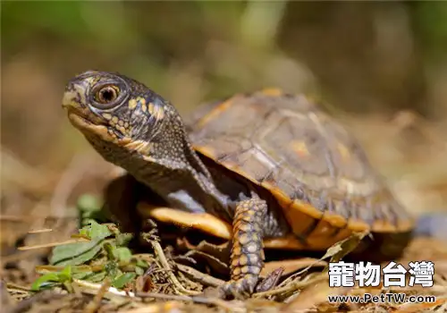 東部箱龜的環境佈置