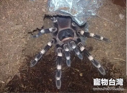 巴西白膝頭的飼養環境要求(1圖)-寵物台灣