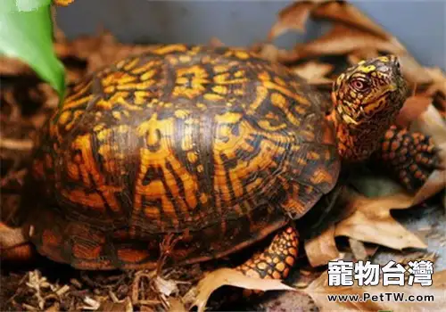 東部箱龜的食物選擇(1圖)-寵物台灣