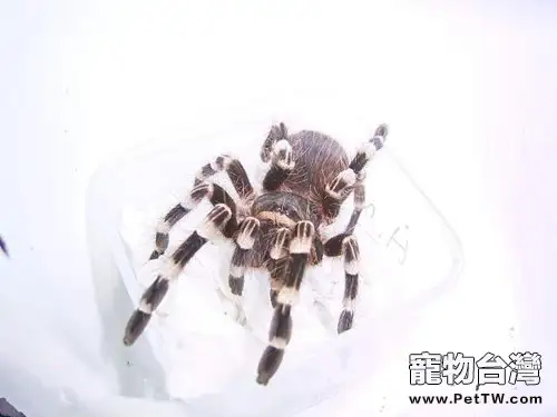 巴西白膝頭的餵食要求(1圖)-寵物台灣