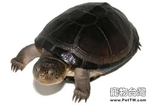 東非側頸龜的形態特徵(1圖)-寵物台灣