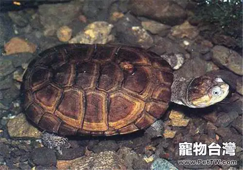 東非側頸龜的環境佈置要求