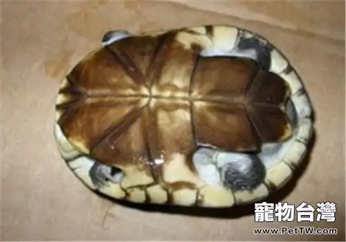 東非側頸龜吃什麼更好？
