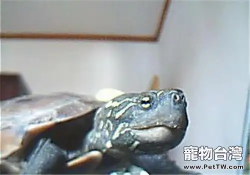 大頭烏龜品種簡介