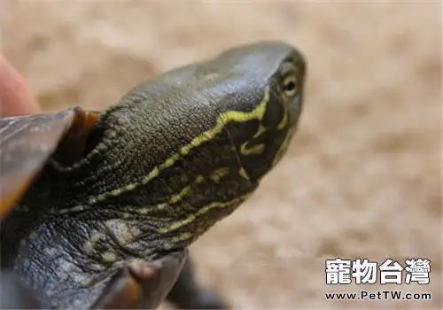 大頭烏龜的基本形態特徵(1圖)-寵物台灣
