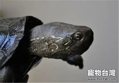 大頭烏龜的養護要點(1圖)-寵物台灣