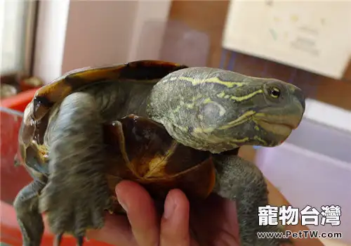 大頭烏龜對環境的要求(1圖)-寵物台灣