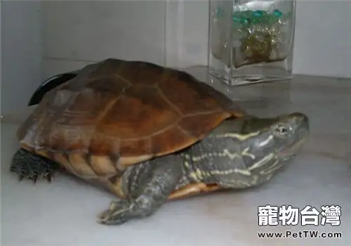大頭烏龜吃什麼更有利健康(1圖)-寵物台灣