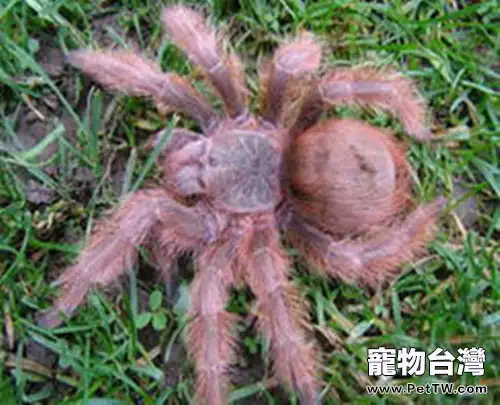 巴西巨人金毛的品種簡介(1圖)-寵物台灣