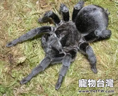 巴西黑的外形特點(1圖)-寵物台灣