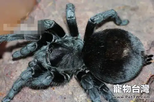 巴西黑的飼養環境要求(1圖)-寵物台灣