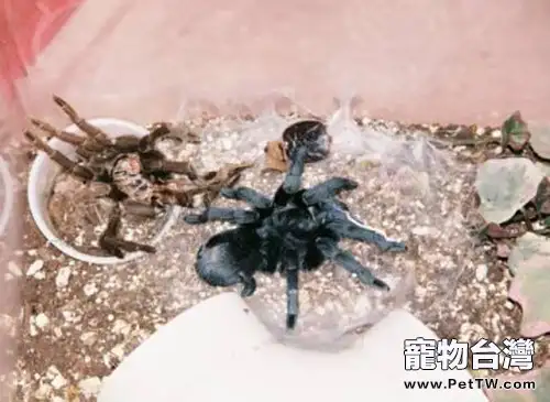 巴西黑的餵食要點(1圖)-寵物台灣