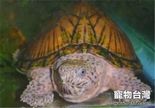 刀背麝香龜的品種簡介(1圖)-寵物台灣