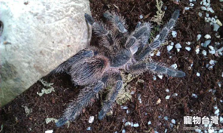 巴西火紅食鳥的飼養要點