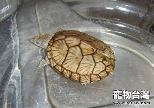 刀背麝香龜的形態特徵(1圖)-寵物台灣