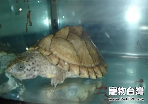 刀背麝香龜的選購及飼養方法(1圖)-寵物台灣