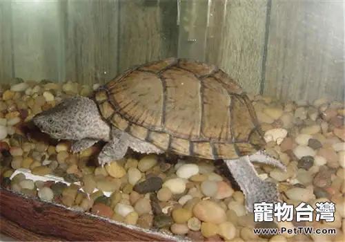 刀背麝香龜吃什麼比較好(1圖)-寵物台灣