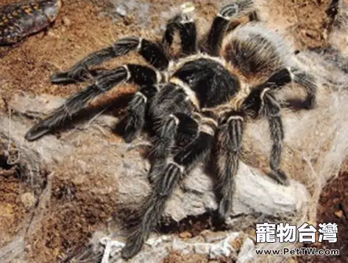 巴伊亞猩紅食鳥的飼養要點(1圖)-寵物台灣