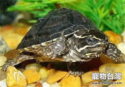 動胸龜的品種簡介