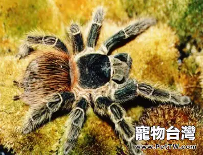巴伊亞猩紅食鳥的環境要求(1圖)-寵物台灣