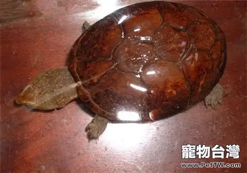 動胸龜的形態特徵