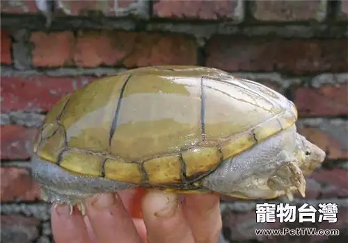 動胸龜的養護重點(1圖)-寵物台灣