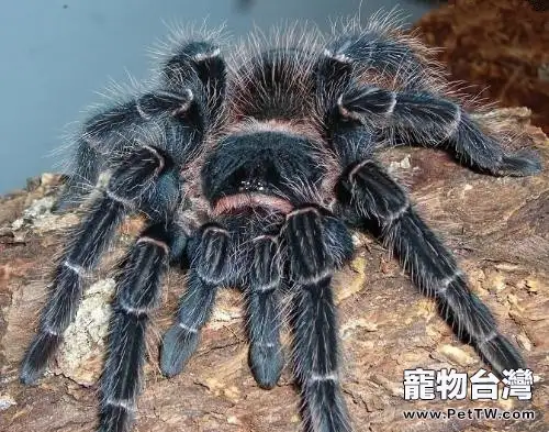 巴伊亞猩紅食鳥的食物要求