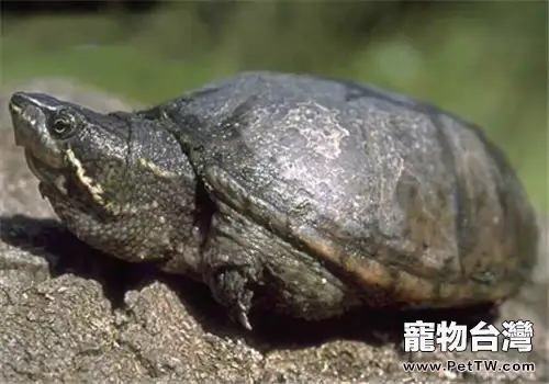 動胸龜的生活環境概述