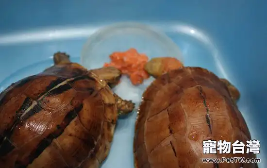 讓龜龜有好胃口的三個辦法(1圖)-寵物台灣