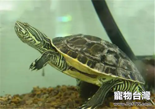 東部網目雞龜的品種簡介(1圖)-寵物台灣