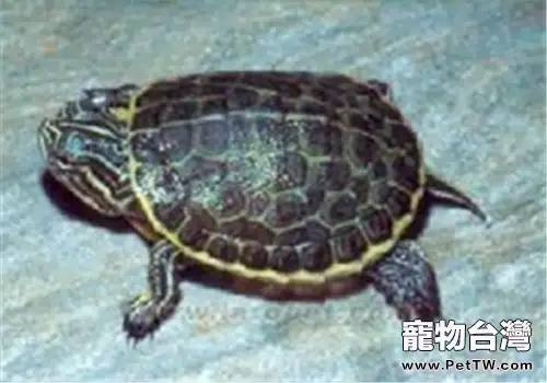 東部網目雞龜的形態特徵(1圖)-寵物台灣