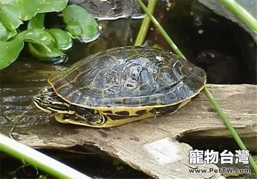 東部網目雞龜的養護重點(1圖)-寵物台灣