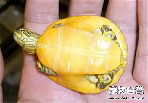 東部網目雞龜的生活環境需求(1圖)-寵物台灣