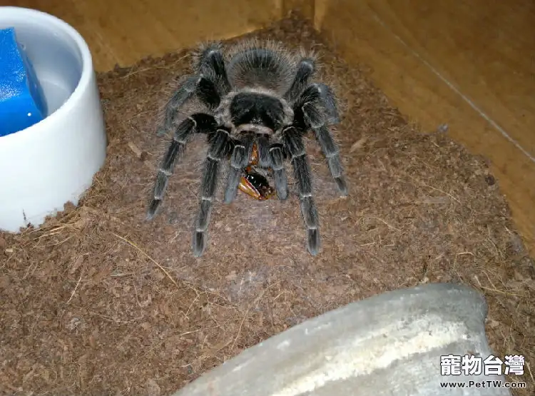 巴西所羅門食鳥的飼養環境要求