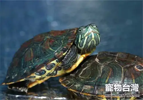 東部網目雞龜的食物選擇(1圖)-寵物台灣