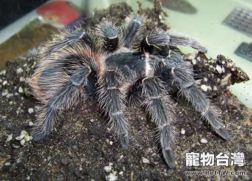 巴西所羅門食鳥的食物要求