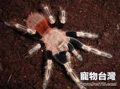 巴西白間紅尾的品種簡介(1圖)-寵物台灣